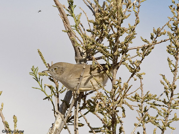  סבכי מדבר Asian Desert Warbler Sylvia nana                                  המישר,דרום הנגב,מרץ 2007  רוני ליבנה.